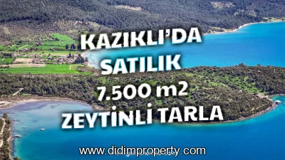 7,500 m² Land with More Than 100 Olive Trees for Sale in Kazıklı Bay