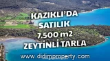 7,500 m² Land with More Than 100 Olive Trees for Sale in Kazıklı Bay