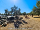land for rent in Kazıklı, Milas