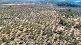 8841 m2 land listing in Kazıklı, Milas